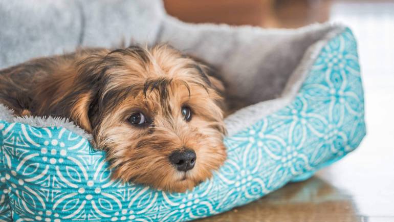 Electroquimioterapia