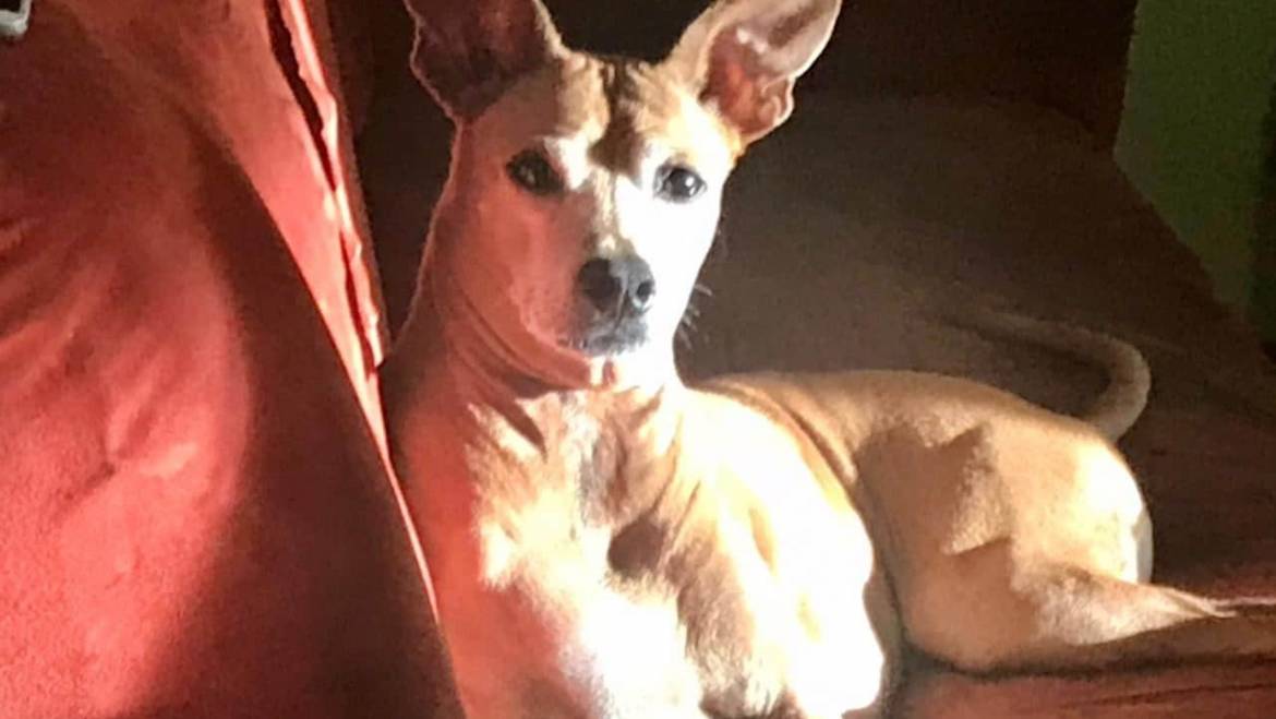 Mastocitomas en caninos: el gran imitador