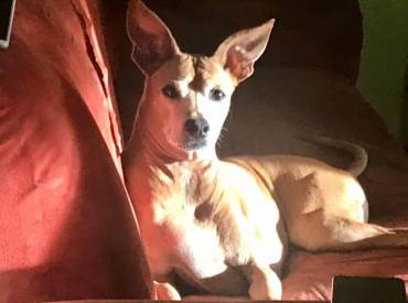 Mastocitomas en caninos: el gran imitador