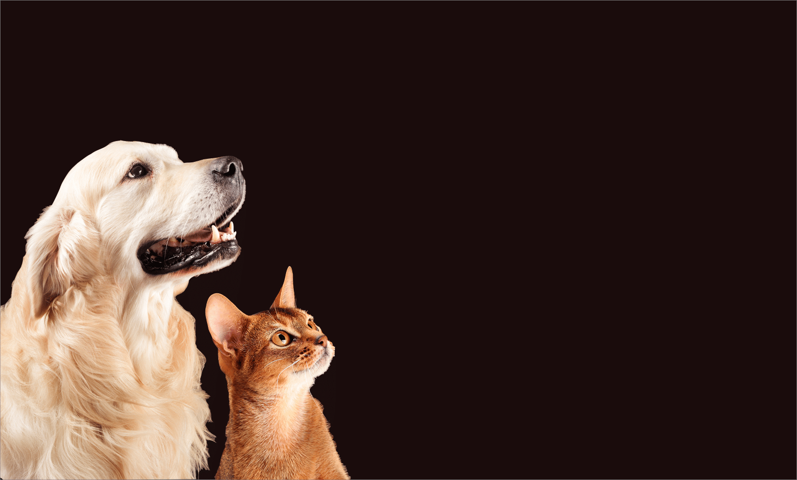 perro y gato