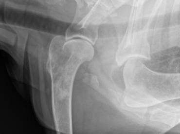 Osteosarcoma apendicular canino