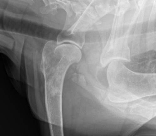 Osteosarcoma apendicular canino
