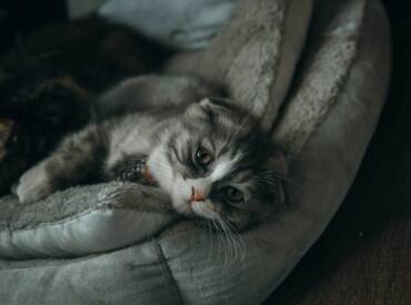 Hablemos de bloqueadores Tirosin Quinasa (TKI)