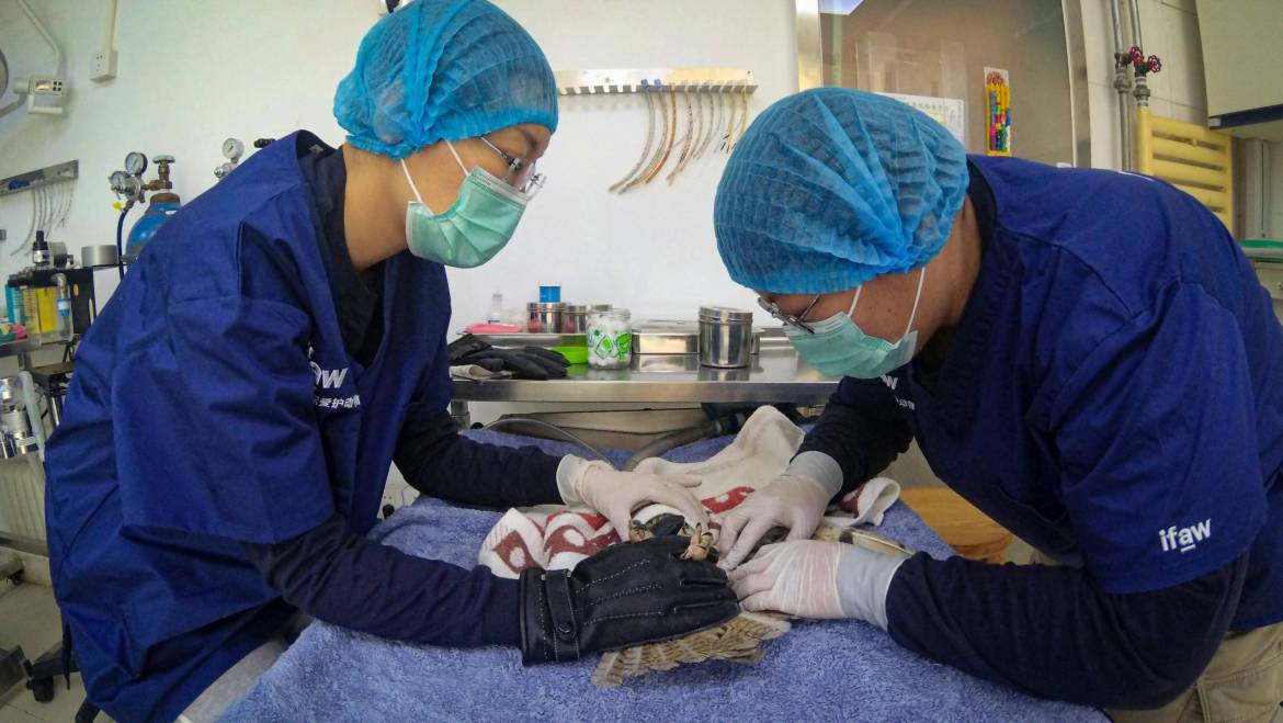 Importancia de los chequeos veterinarios