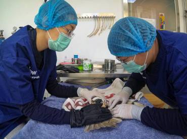 Importancia de los chequeos veterinarios