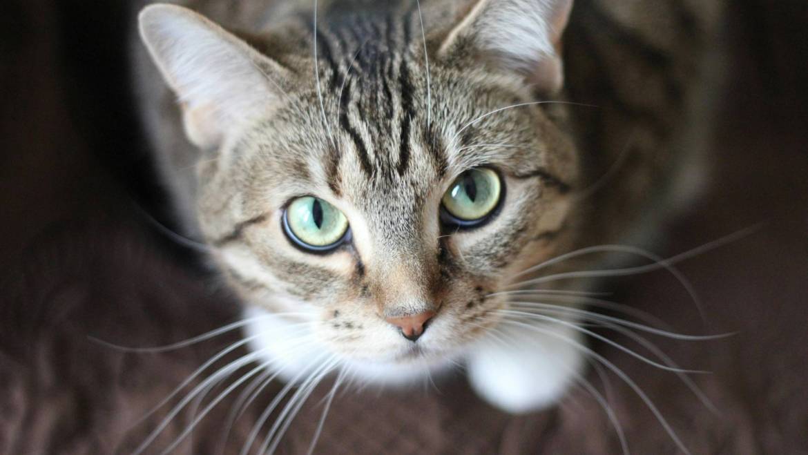 Importancia de las Biopsias en la Oncología Veterinaria