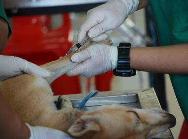 Importancia de la Cirugía en el Tratamiento Oncológico Veterinario
