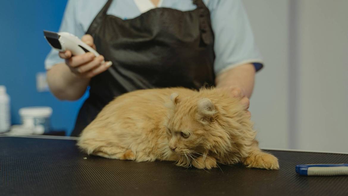 La medicina veterinaria es una de las profesiones que tienen la capacidad de llegar al corazón de una familia.