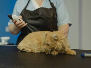 La medicina veterinaria es una de las profesiones que tienen la capacidad de llegar al corazón de una familia.